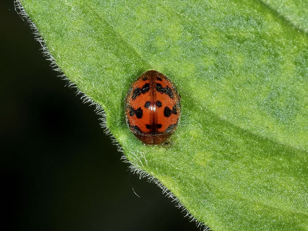 Coccinella senza macchie: S. vigintiquatuorpunctata